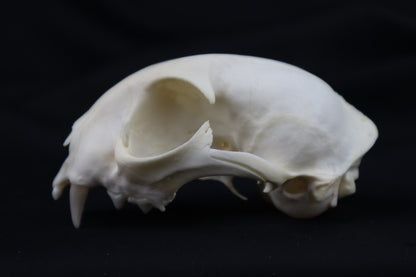 Half Bobcat Skull