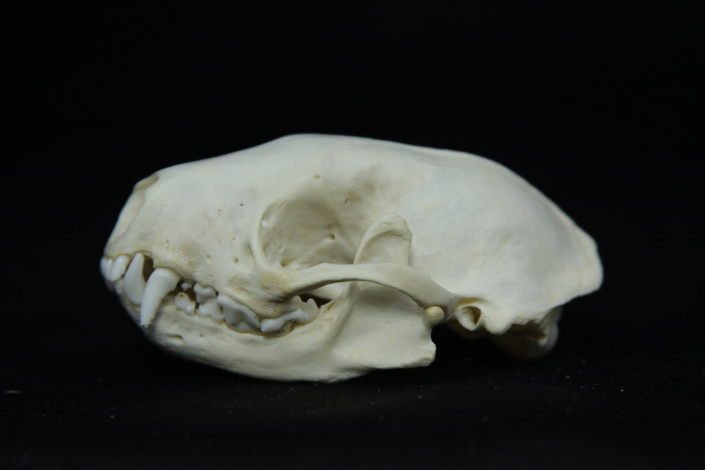 Skunk Skull