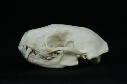 Skunk Skull
