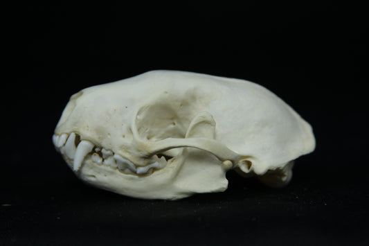 Skunk Skull