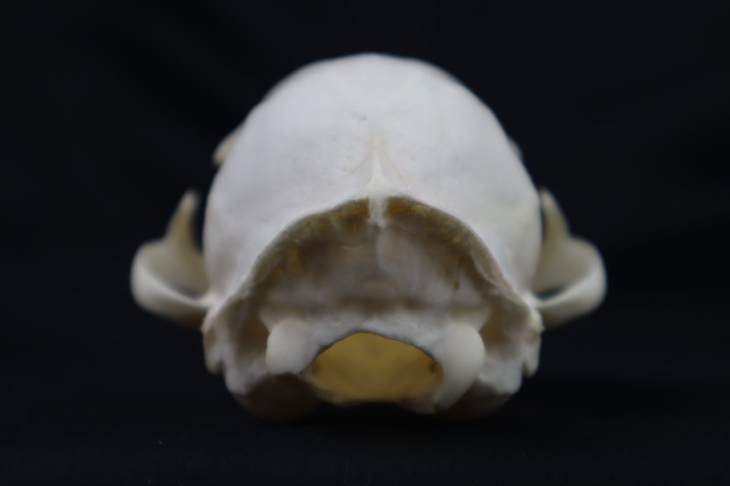 Half Bobcat Skull