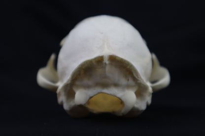 Half Bobcat Skull