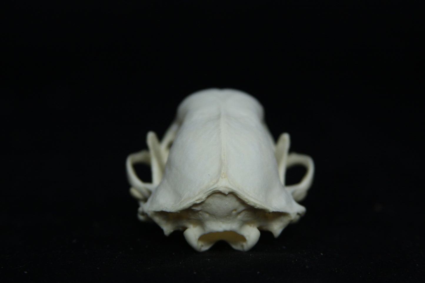 Skunk Skull