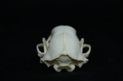 Skunk Skull