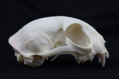 Half Bobcat Skull