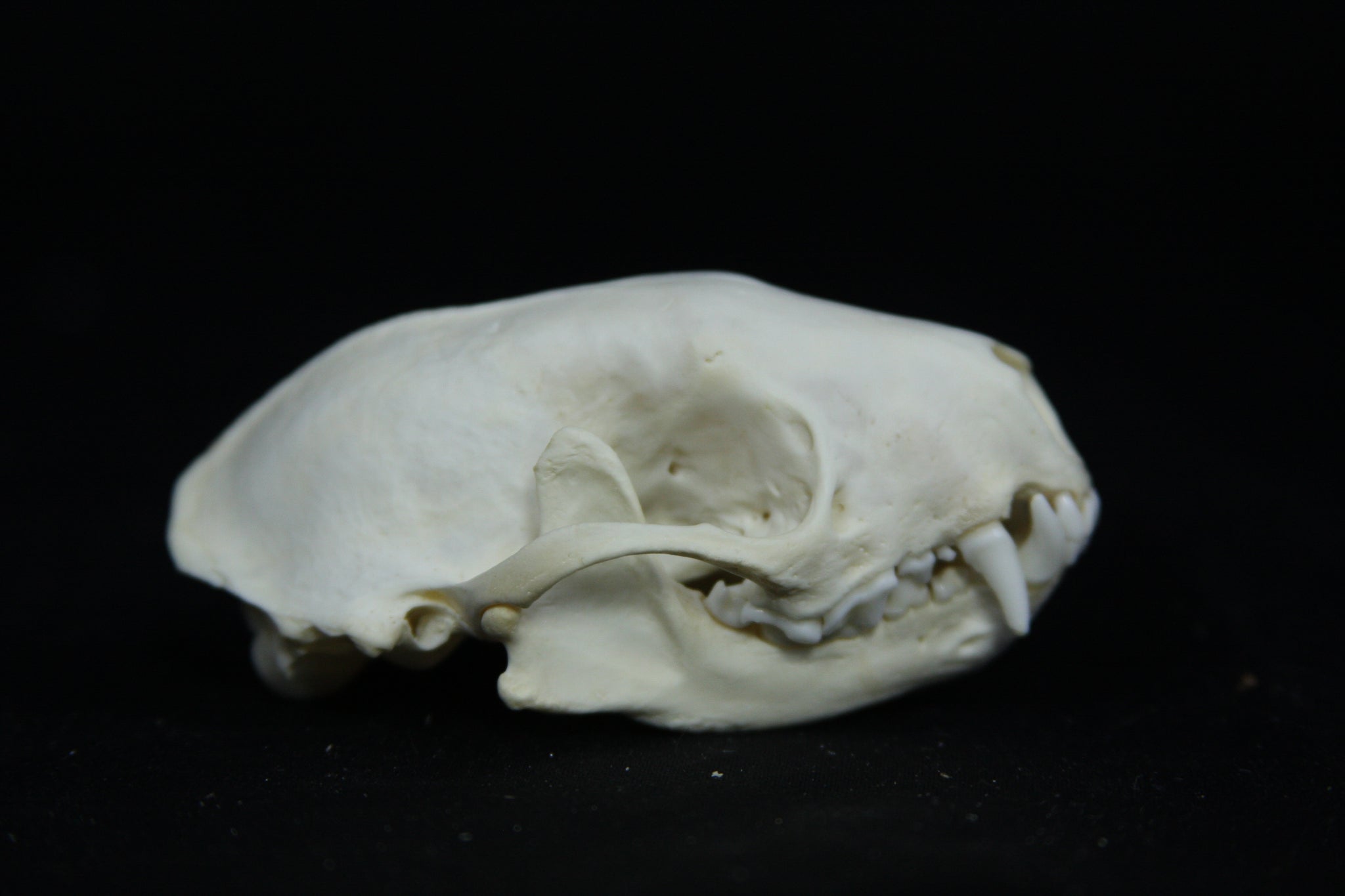 Skunk Skull