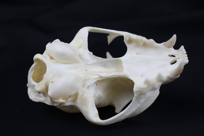 Half Bobcat Skull