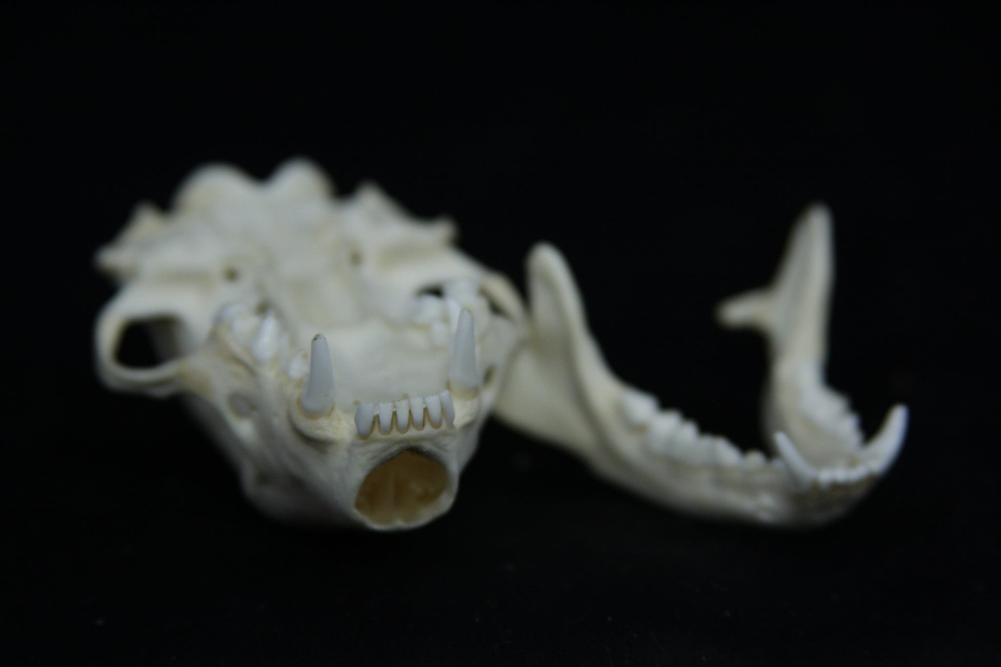 Skunk Skull