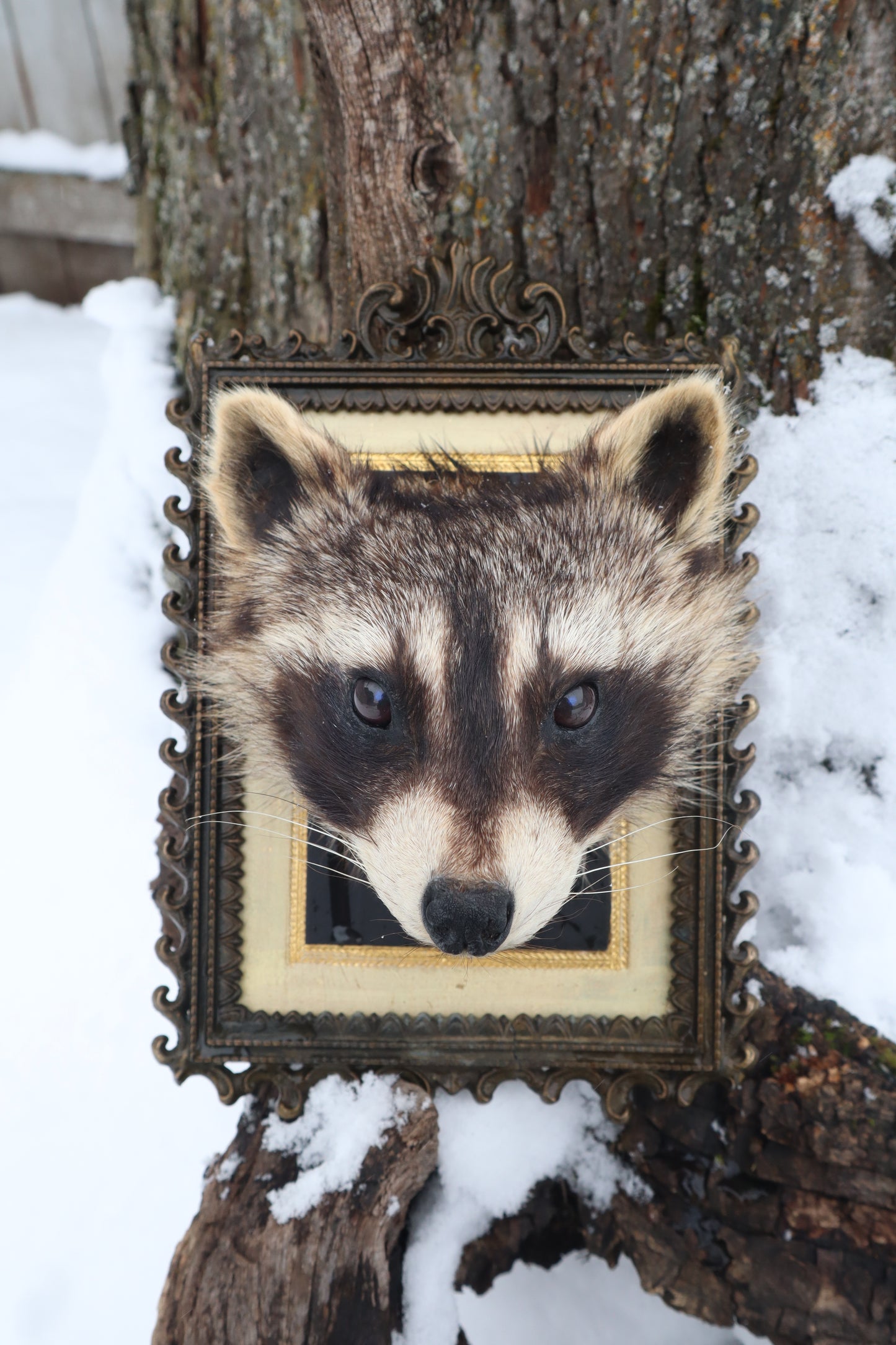 Taxidermy Raccoon