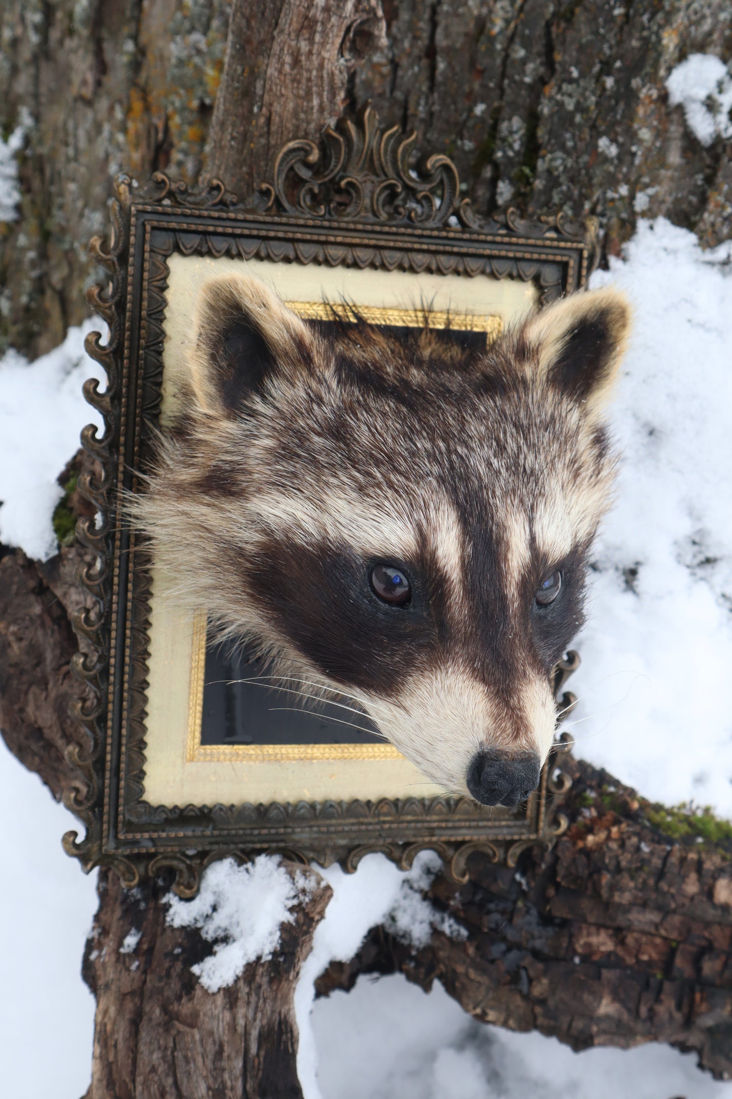 Taxidermy Raccoon