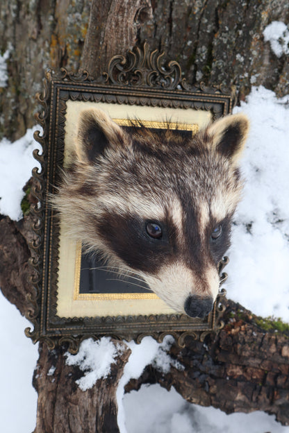 Taxidermy Raccoon