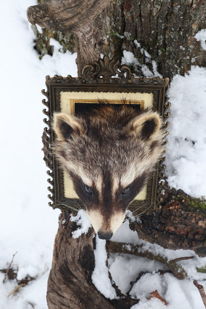 Taxidermy Raccoon