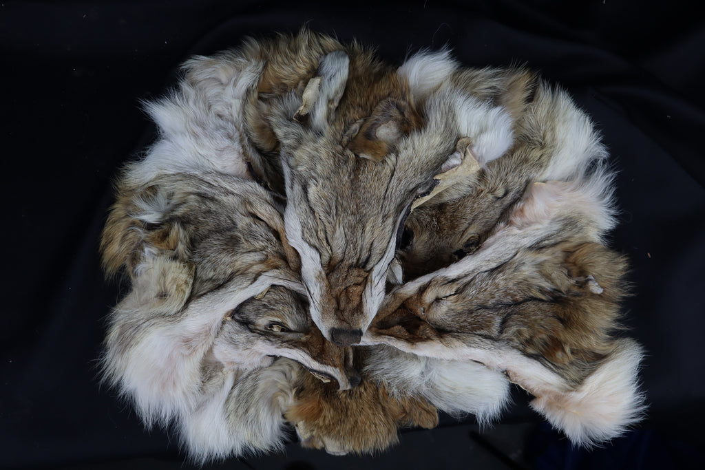 Craft Soft Tanned Coyote Face