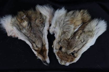 Craft Soft Tanned Coyote Face