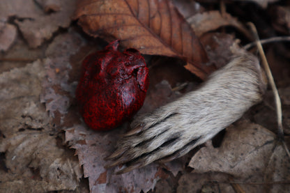Dry Preserved Raccoon Heart and Paw