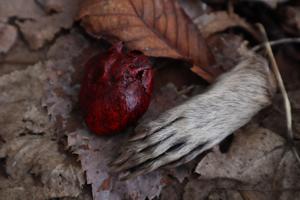 Dry Preserved Raccoon Heart and Paw