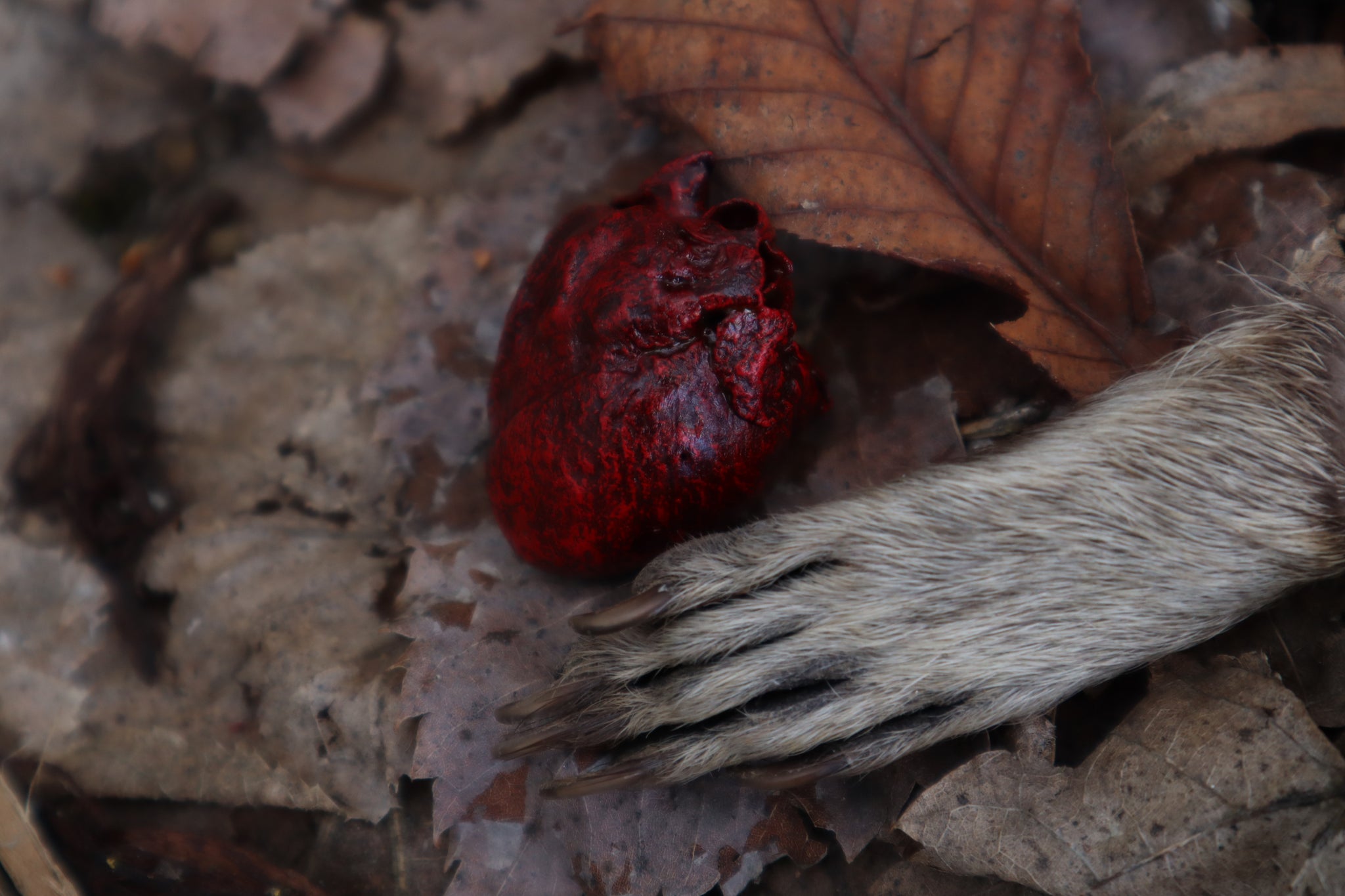 Dry Preserved Raccoon Heart and Paw