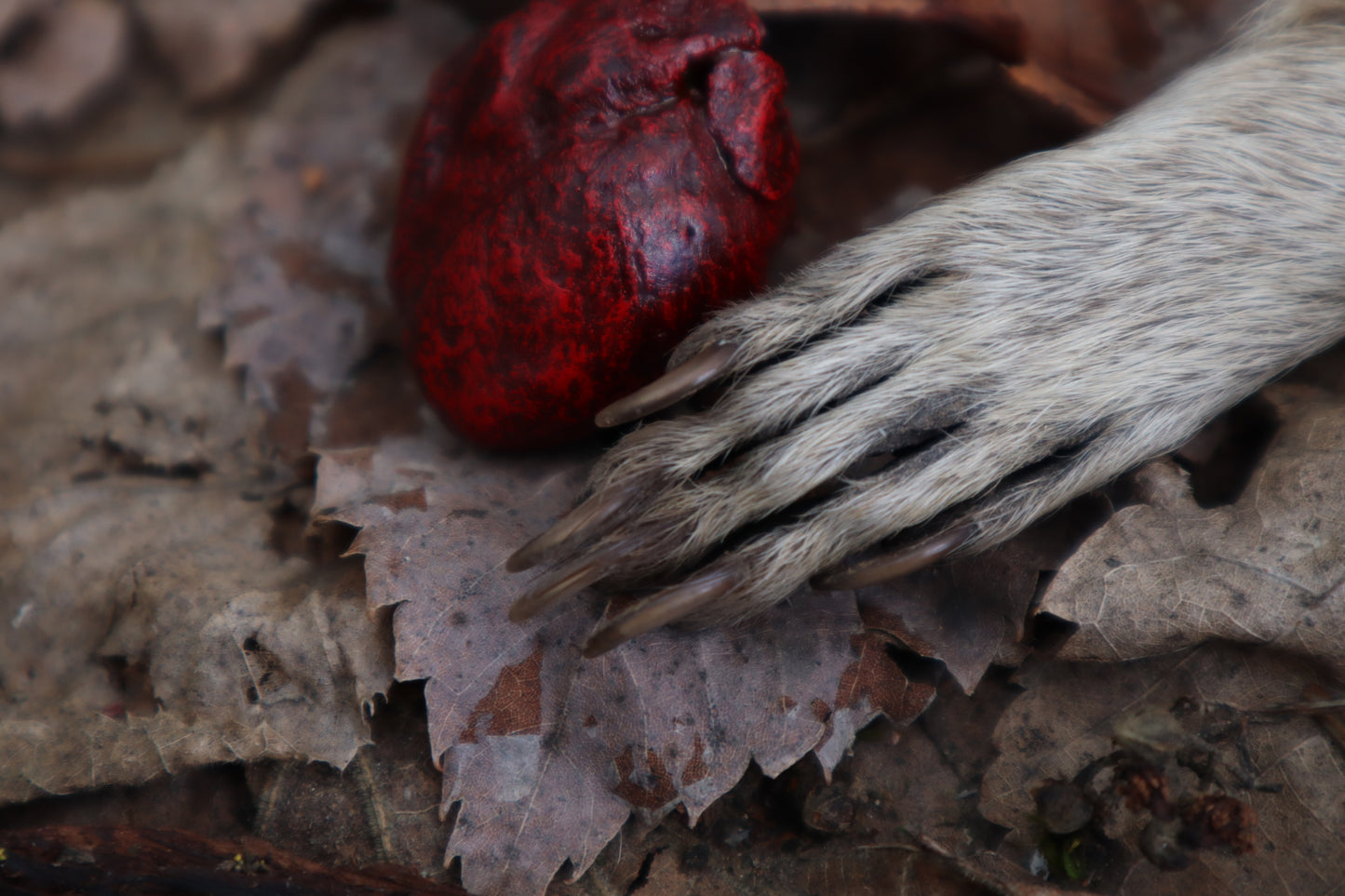 Dry Preserved Raccoon Heart and Paw