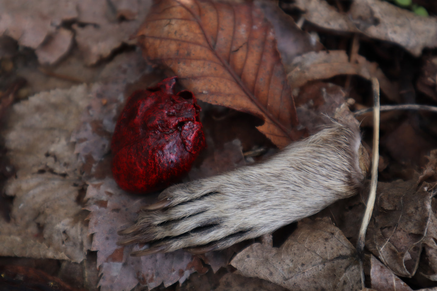 Dry Preserved Raccoon Heart and Paw