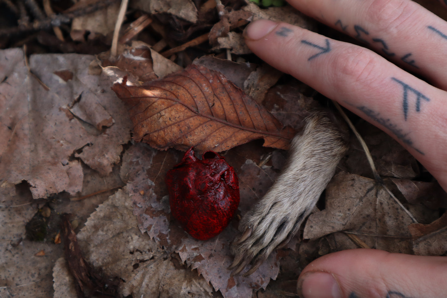 Dry Preserved Raccoon Heart and Paw