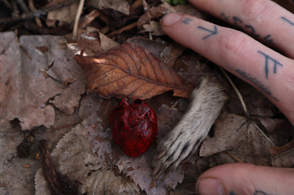 Dry Preserved Raccoon Heart and Paw