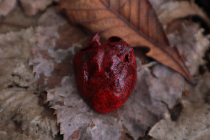 Dry Preserved Raccoon Heart and Paw