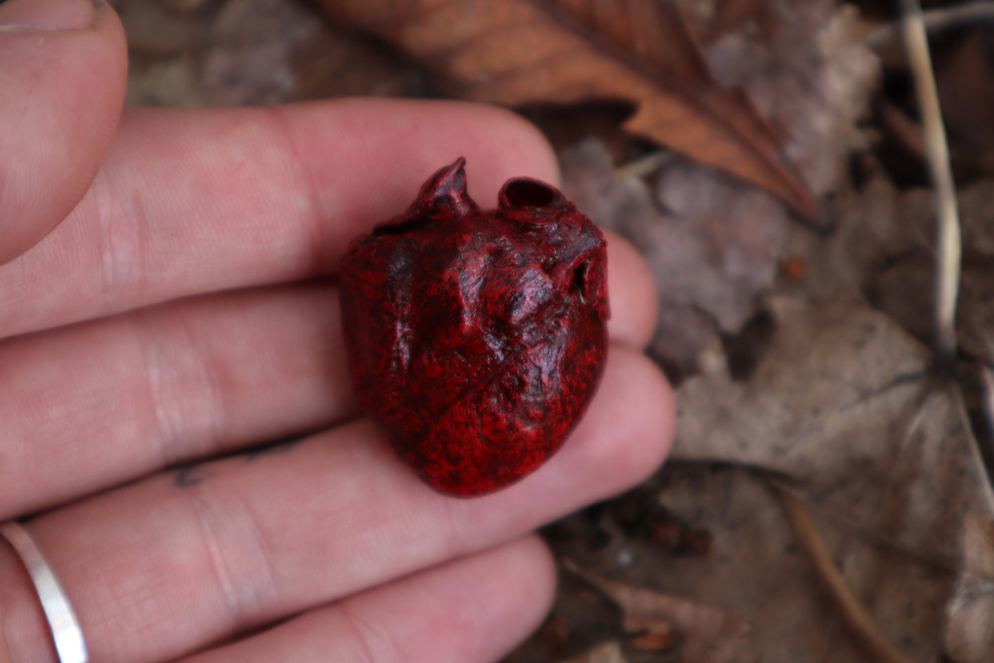 Dry Preserved Raccoon Heart and Paw