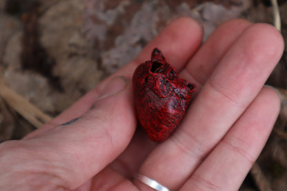 Dry Preserved Raccoon Heart and Paw