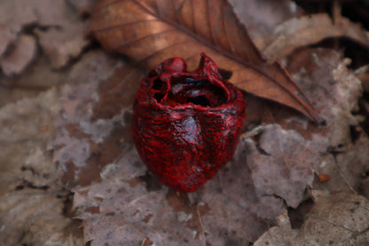 Dry Preserved Raccoon Heart and Paw
