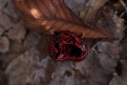 Dry Preserved Raccoon Heart and Paw
