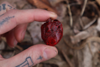 Dry Preserved Raccoon Heart and Paw
