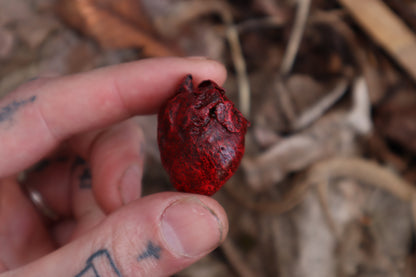 Dry Preserved Raccoon Heart and Paw
