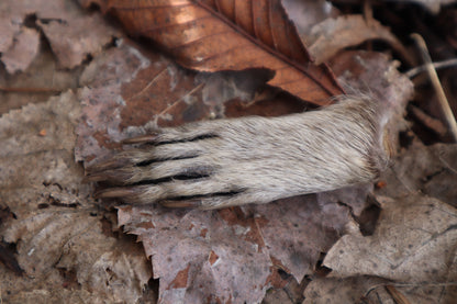Dry Preserved Raccoon Heart and Paw