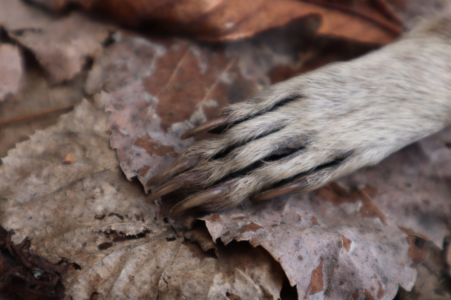 Dry Preserved Raccoon Heart and Paw