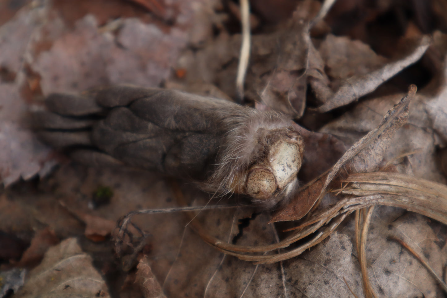 Dry Preserved Raccoon Heart and Paw