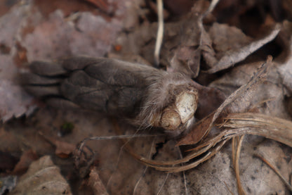 Dry Preserved Raccoon Heart and Paw