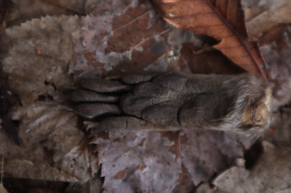 Dry Preserved Raccoon Heart and Paw