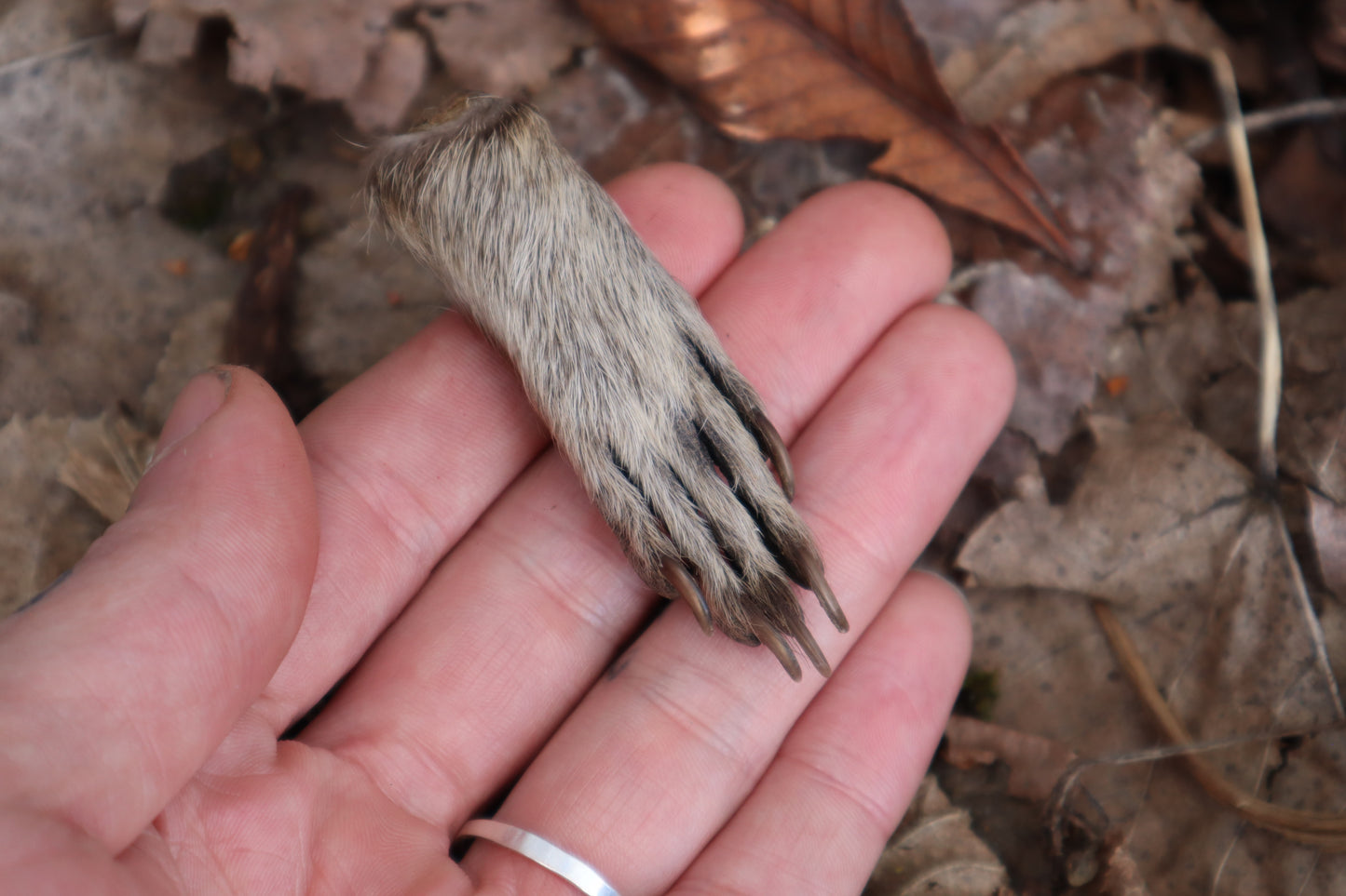 Dry Preserved Raccoon Heart and Paw