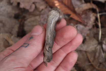 Dry Preserved Raccoon Heart and Paw