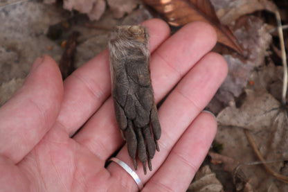 Dry Preserved Raccoon Heart and Paw