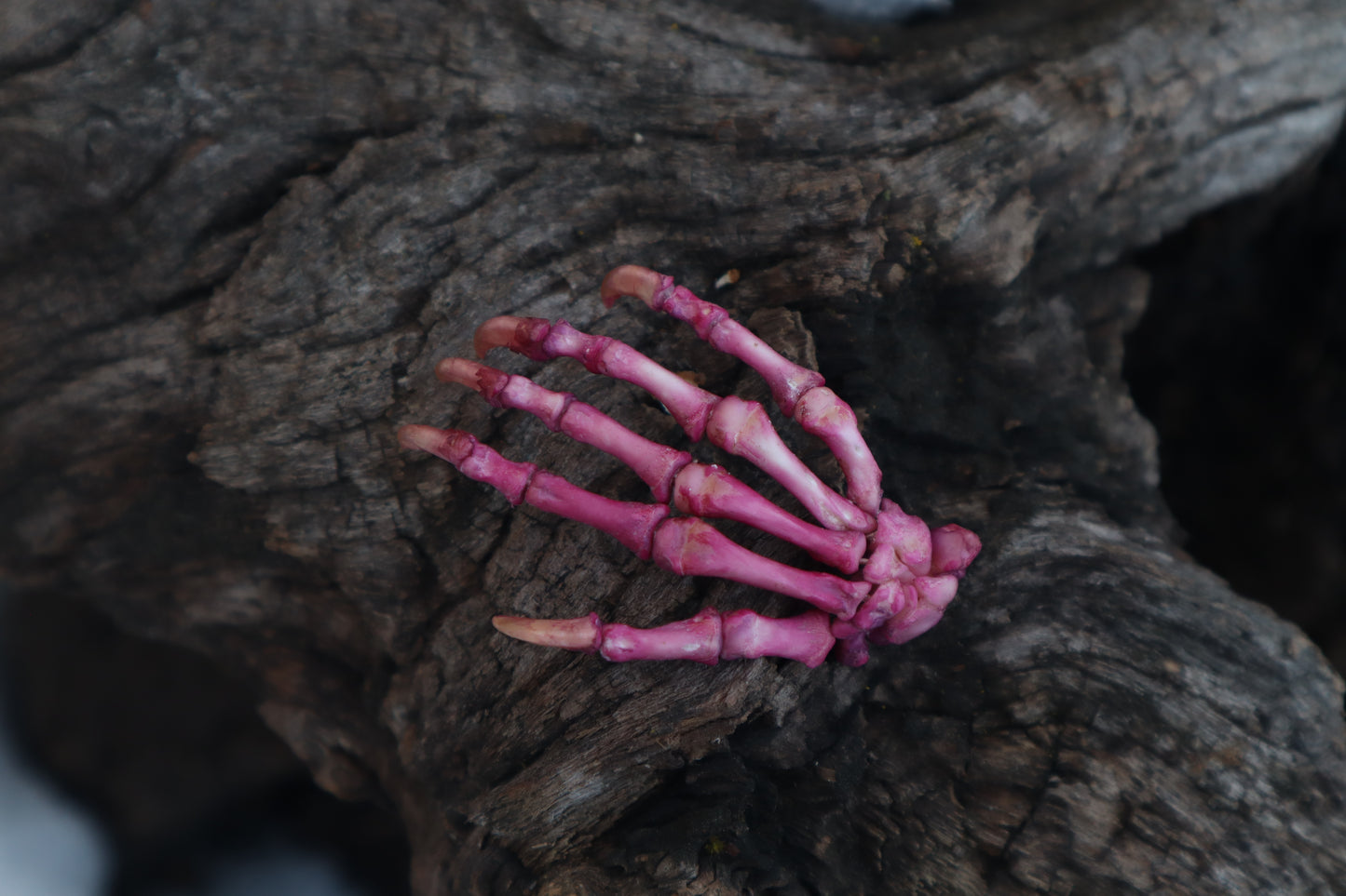 Poseable Opossum Paw Articulation - Naturally Stained