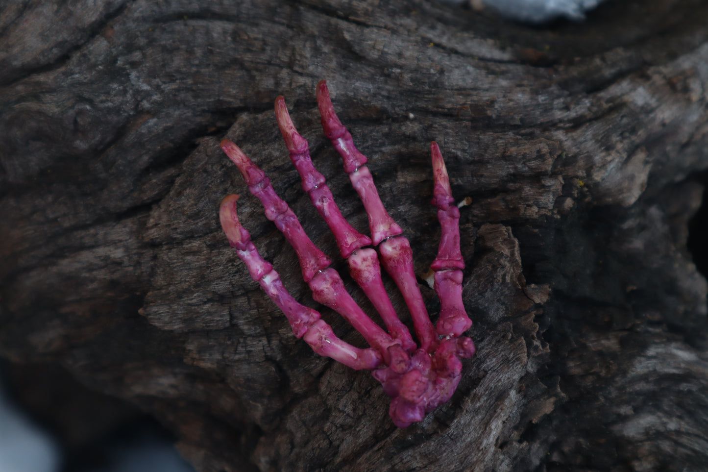 Poseable Opossum Paw Articulation - Naturally Stained