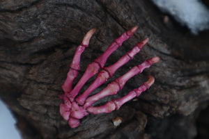 Poseable Opossum Paw Articulation - Naturally Stained