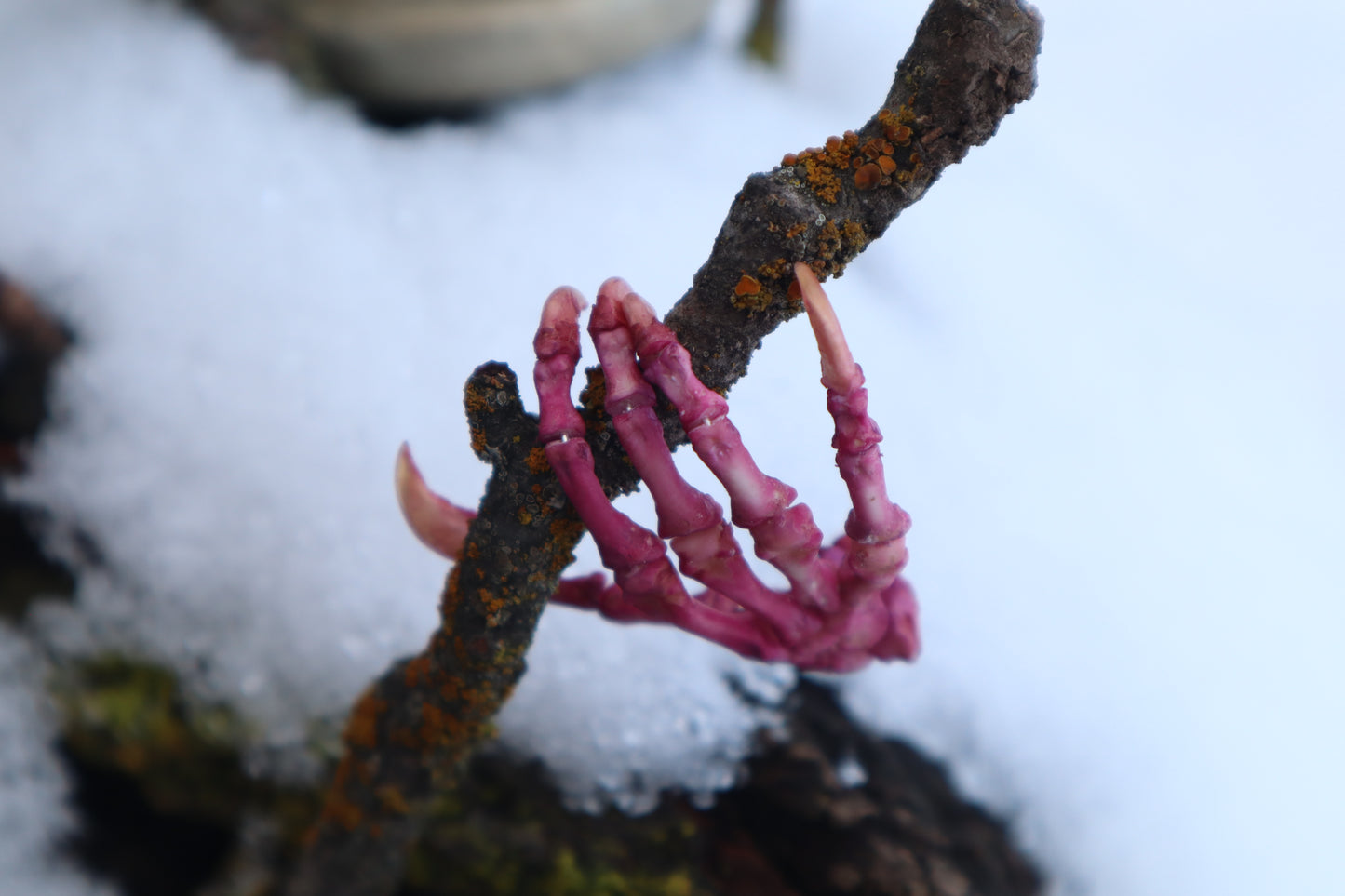 Poseable Opossum Paw Articulation - Naturally Stained