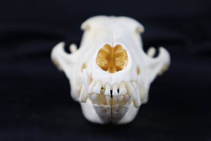 Geriatric Coyote Skull
