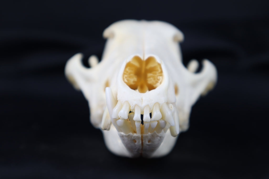 Geriatric Coyote Skull