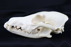 Geriatric Coyote Skull