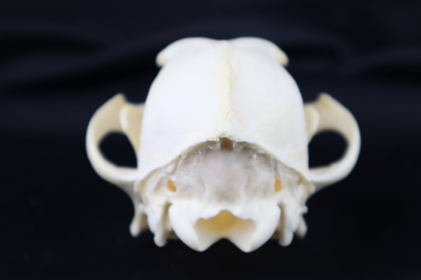 Geriatric Coyote Skull