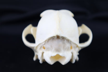 Geriatric Coyote Skull