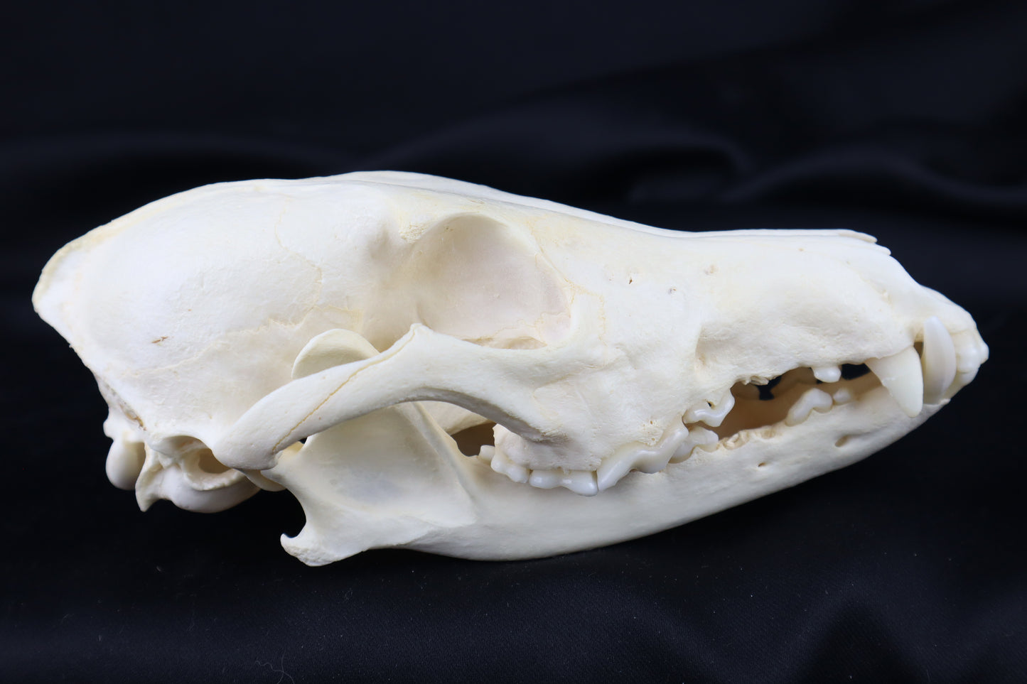 Geriatric Coyote Skull